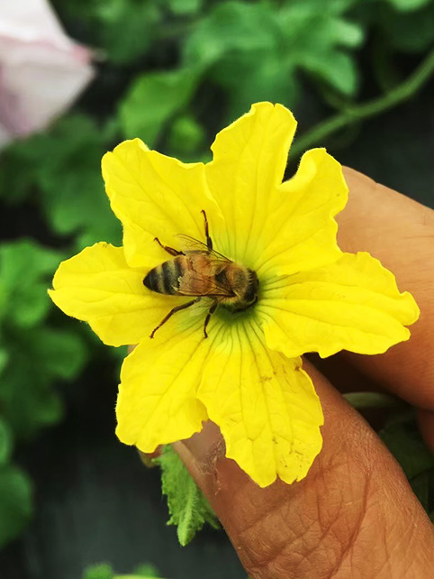 ミツバチによる自然交配