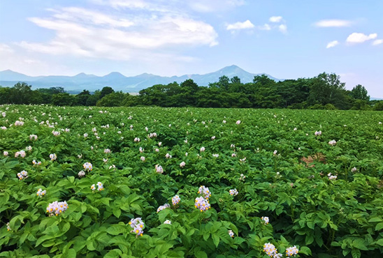 じゃがいもに適した上質な土壌