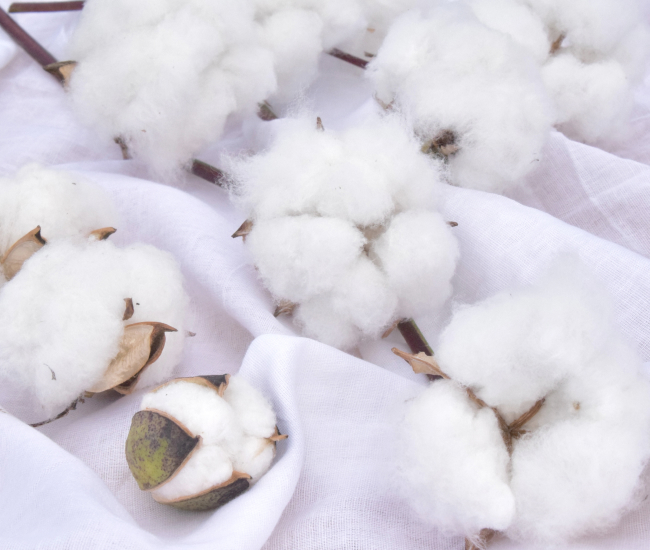 東北からつながる、コットンの糸