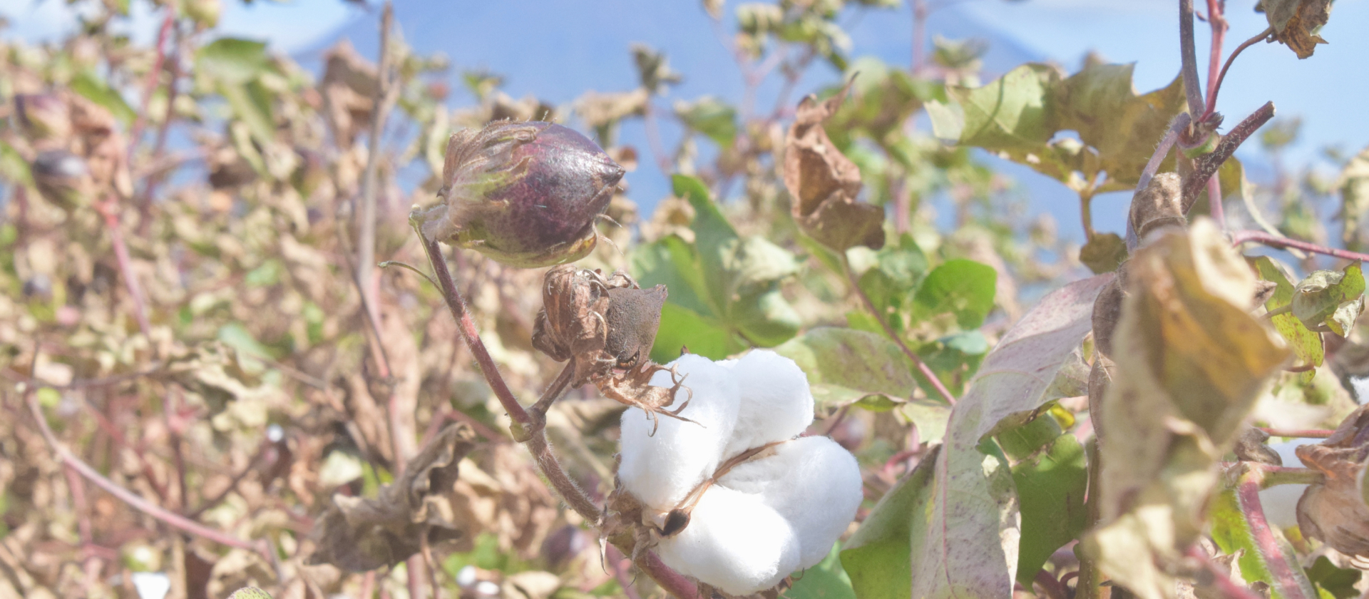 イメージ：NISEKO SNOW COTTON