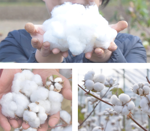 イメージ：高橋農園