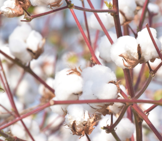 イメージ：高橋農園