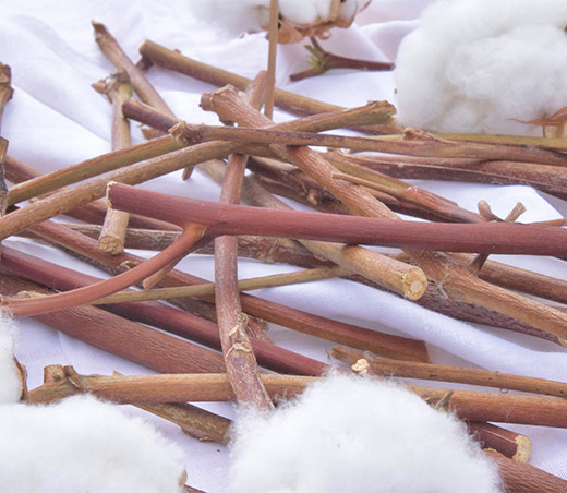 イメージ：高橋農園