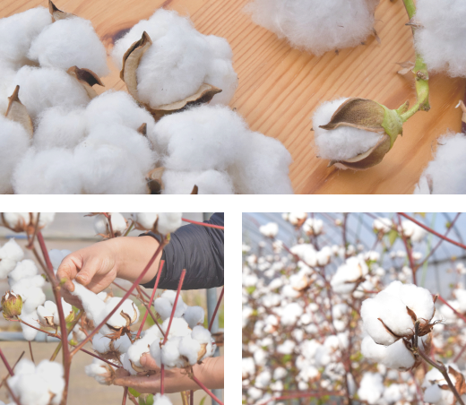 イメージ：高橋農園