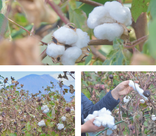 イメージ：高橋農園