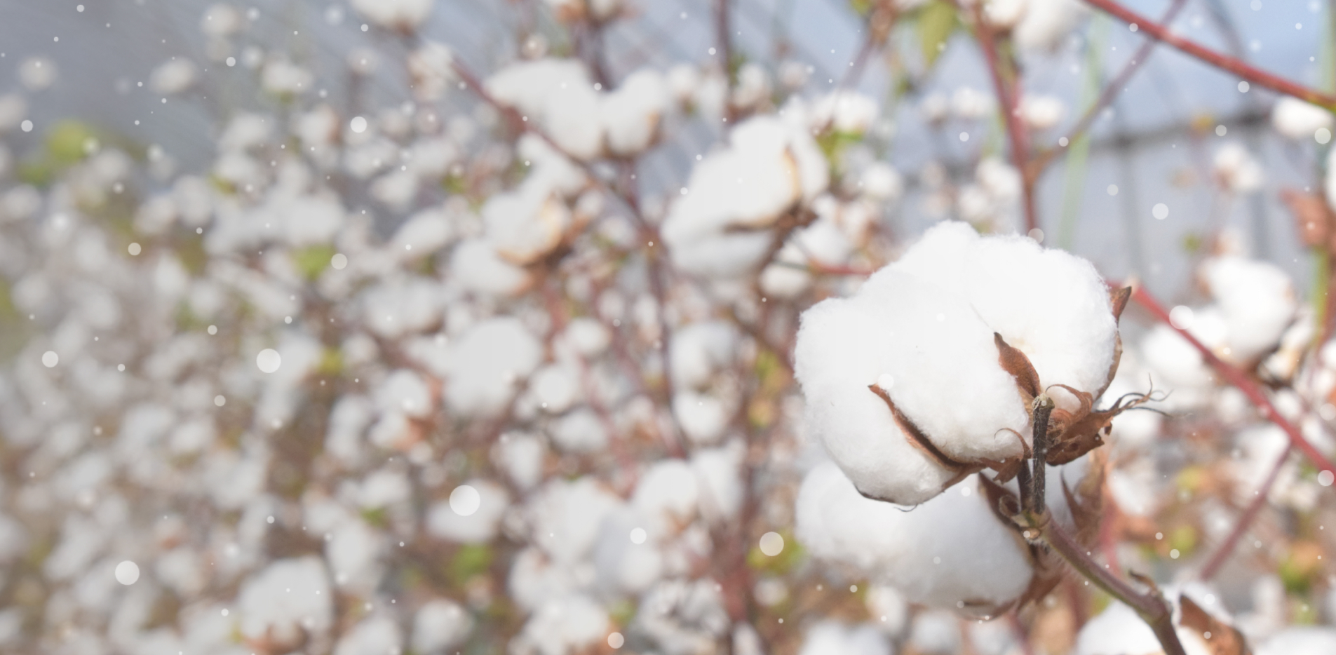 イメージ：NISEKO SNOW COTTON
