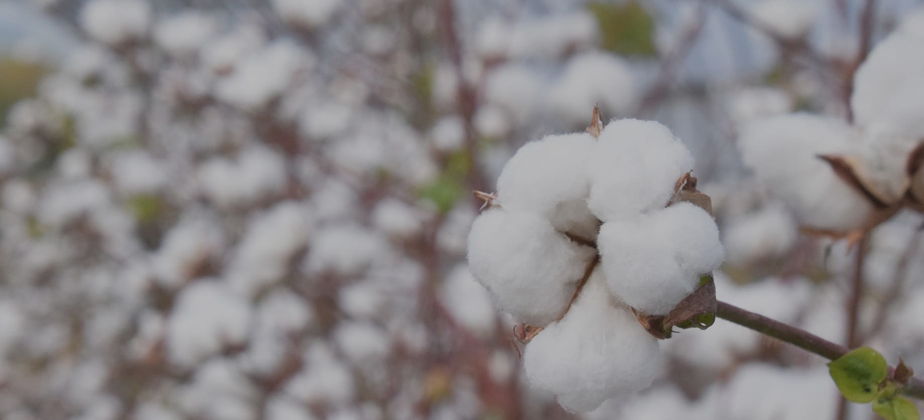 イメージ：ニセコの技術が生んだ奇跡のコットン